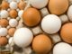 Egg scandal hits 17 countries