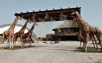 Dubai Safari opening date announced Dubai Safari Park hosts 290,000 visitors in 3 months