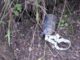 Indian army used cluster ammunition along LoC in violation of international laws: Pakistan