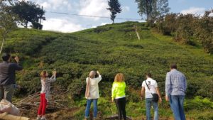 Turkey tea plantation in Rize