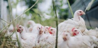 Bird flu: UAE bans poultry products from 4 countries UAE banks products from four countries due to bird flu