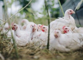 Bird flu: UAE bans poultry products from 4 countries UAE banks products from four countries due to bird flu