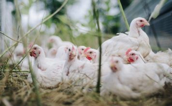 Bird flu: UAE bans poultry products from 4 countries UAE banks products from four countries due to bird flu