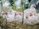 Bird flu: UAE bans poultry products from 4 countries UAE banks products from four countries due to bird flu