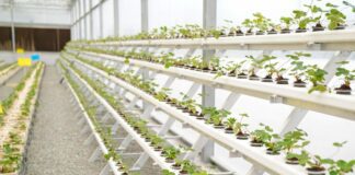 ‘Hatta Farming Festival’ opens, checkout activities 'Hatta Farming Festival' opens, checkout activities