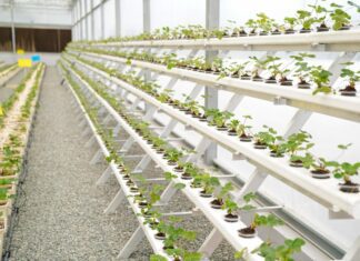 ‘Hatta Farming Festival’ opens, checkout activities 'Hatta Farming Festival' opens, checkout activities