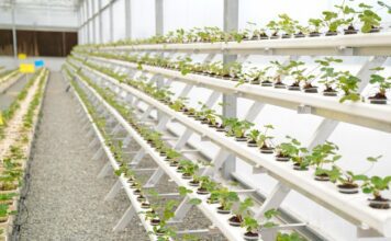 ‘Hatta Farming Festival’ opens, checkout activities 'Hatta Farming Festival' opens, checkout activities