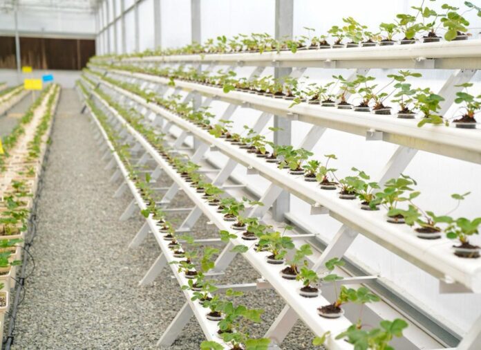 'Hatta Farming Festival' opens, checkout activities