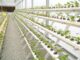 ‘Hatta Farming Festival’ opens, checkout activities 'Hatta Farming Festival' opens, checkout activities