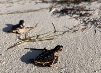Some 300 turtles hatch at EGA’s Al Taweelah beach this season