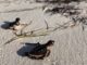 Some 300 turtles hatch at EGA’s Al Taweelah beach this season