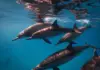 One Ocean Photo Contest opens to UAE residents aged 10 and above Dolphins swimming beneath the surface