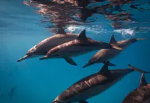 One Ocean Photo Contest opens to UAE residents aged 10 and above Dolphins swimming beneath the surface