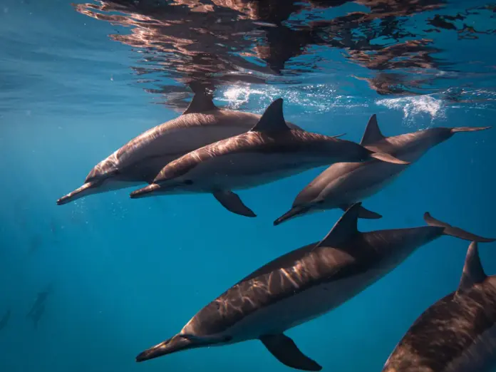 Dolphins swimming beneath the surface