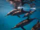 One Ocean Photo Contest opens to UAE residents aged 10 and above Dolphins swimming beneath the surface